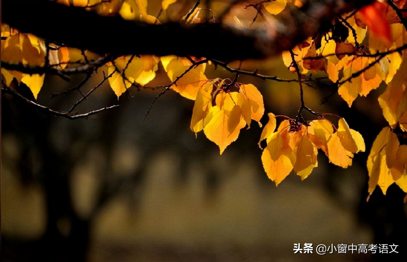 高三语文一轮复习文言文常识题目,高考语文120个文言文实词用法巧记