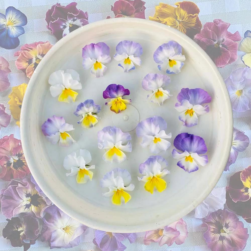 角堇和皱边角堇哪个花大,皱边角堇和穗边角堇的区别