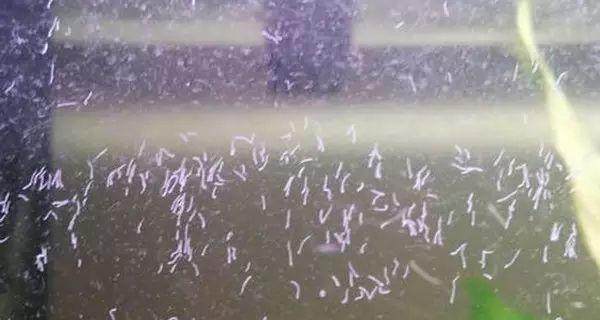 蛋白虫对鱼苗有危害吗,有什么观赏鱼能清理蛋白虫