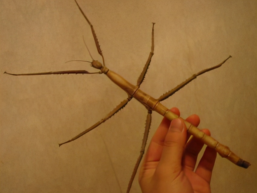 世界上最强的十种昆虫,昆虫界无毒的最厉害的十大昆虫