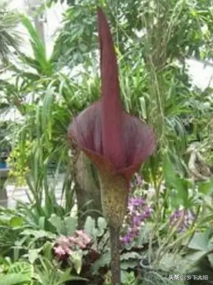 普通魔芋花很臭为什么,魔芋开花有腐臭味