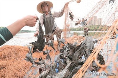 这些东西跑到外面去居然会引起生态危机!