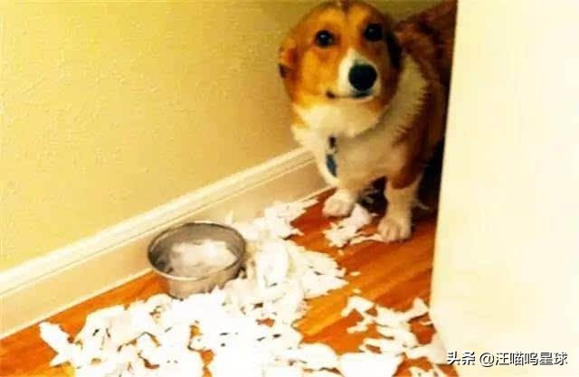 基基复唧唧，柯基战斗机，使出必杀技，底盘更贴地！