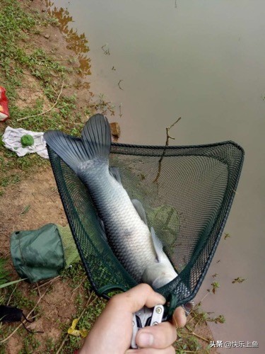 意外的大物鱼情狂切子线最后我用这种方法成功搏大物