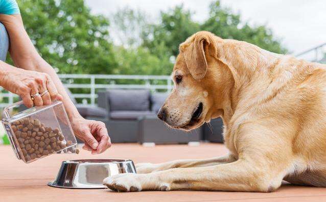 宠物歪头杀什么原因,宠物得了病应该怎样预防