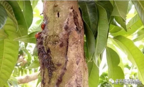 芒果流胶病怎么治疗,芒果流胶病防治措施