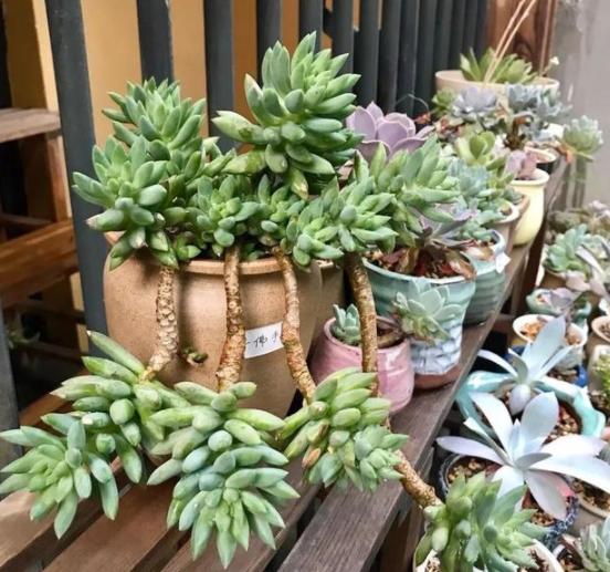 夏季养多肉用什么颜色的遮阳网好,多肉新手用什么土养最好