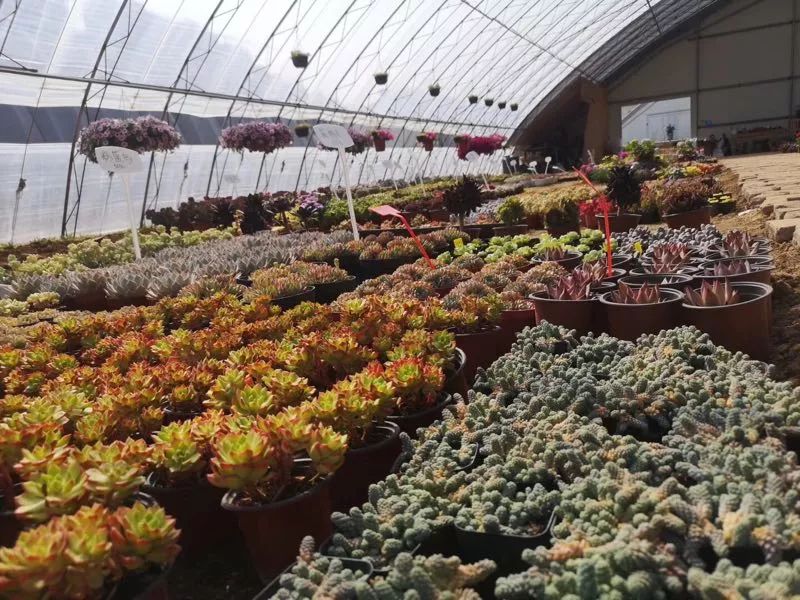 大连网上买花哪个平台好,大连买花到哪里