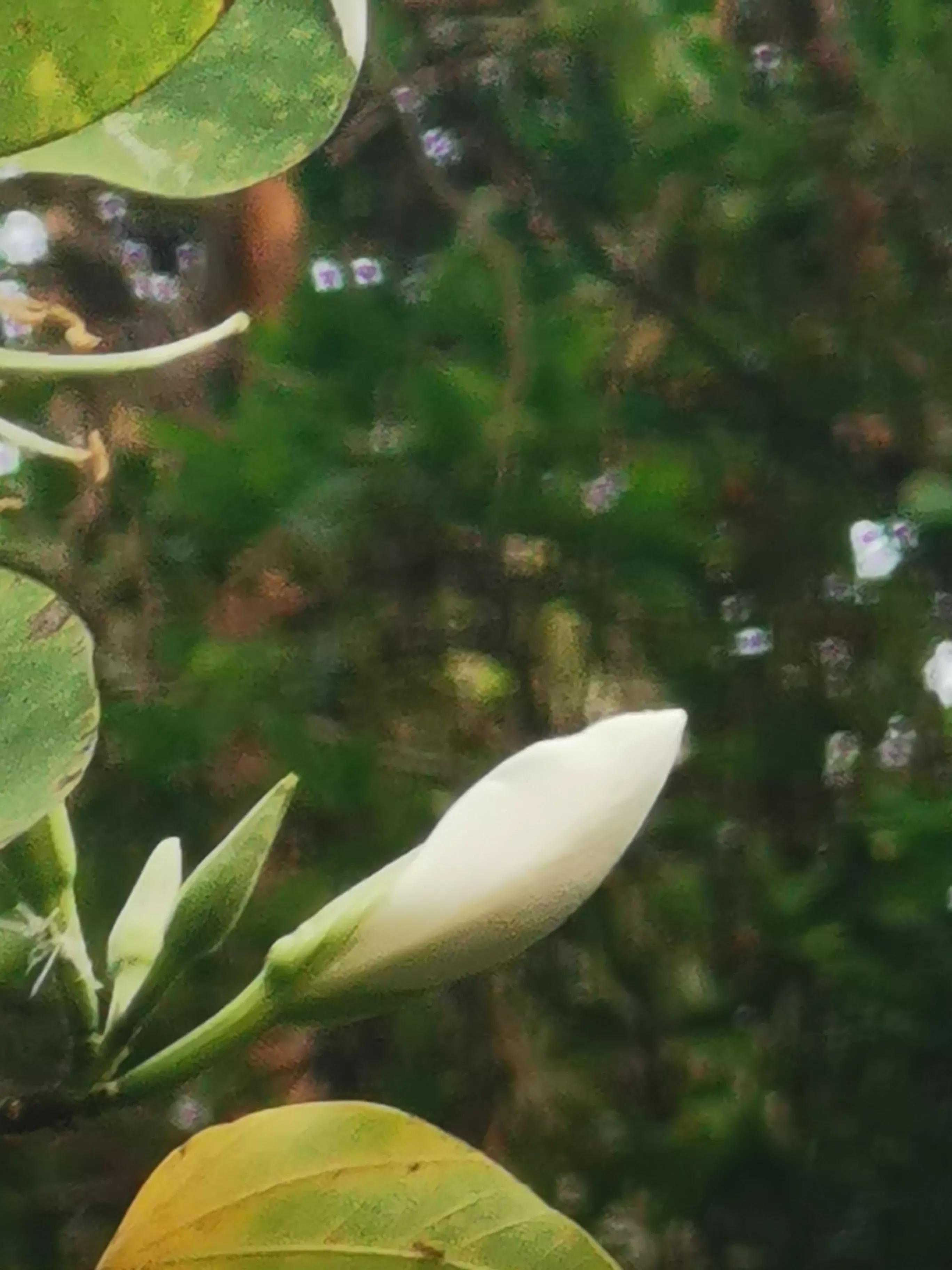 舞蹈怒放的生命,怒放的生命活出精彩