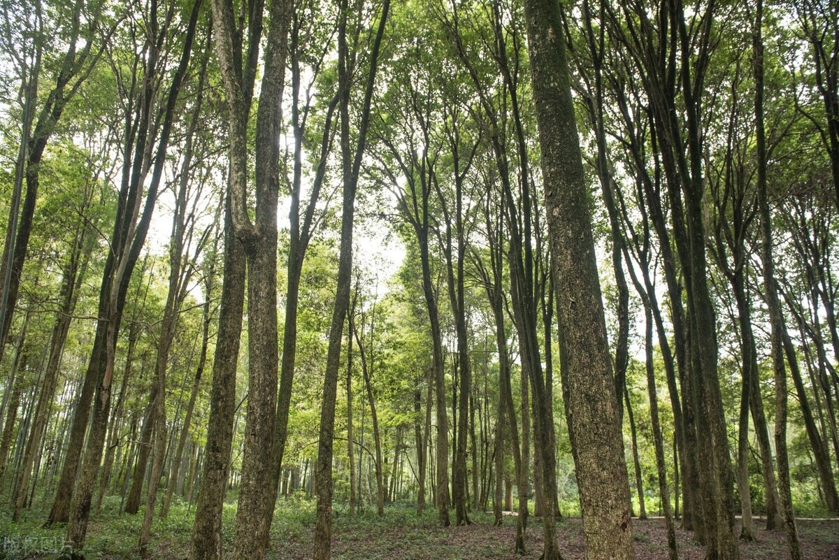 千年楠树被盗伐,为什么金丝楠木都掉价了