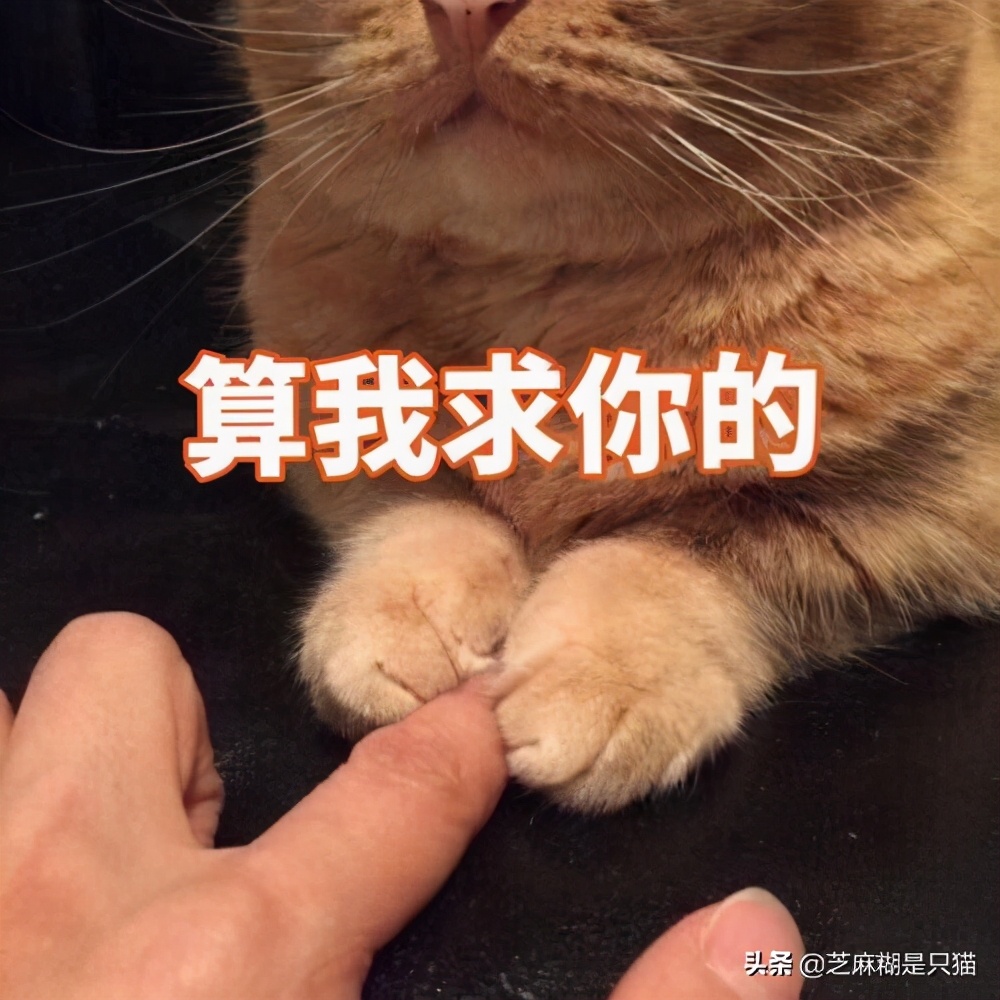 猫咪生骨肉如何解冻喂食猫咪,猫咪不吃东西应该怎样让它吃