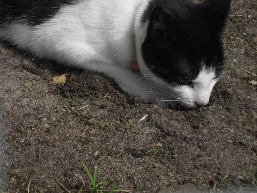 黑心猫粮骗局揭秘图解,揭秘猫粮骗局视频大全