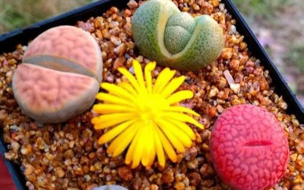 多肉生石花怎么移栽,生石花最好养的多肉