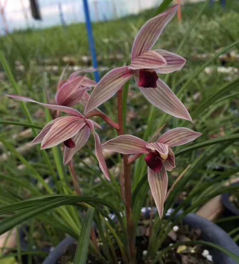 兰花叶片发黑怎么回事,兰花叶片发黑是什么原因