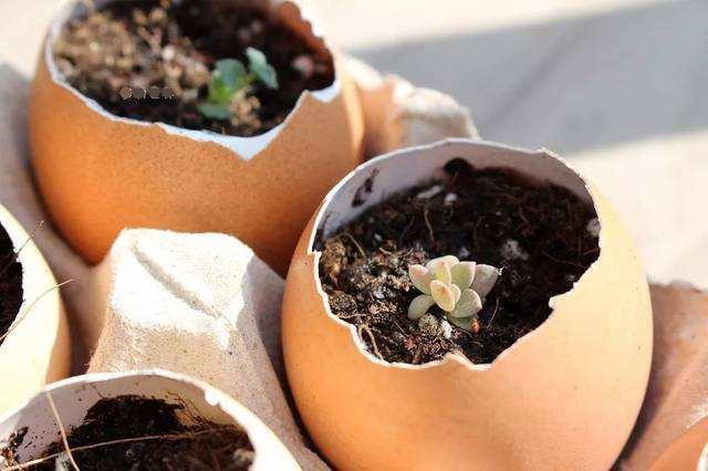 鸡蛋壳做肥料是补钙肥吗,鸡蛋壳可以给植物补钙吗