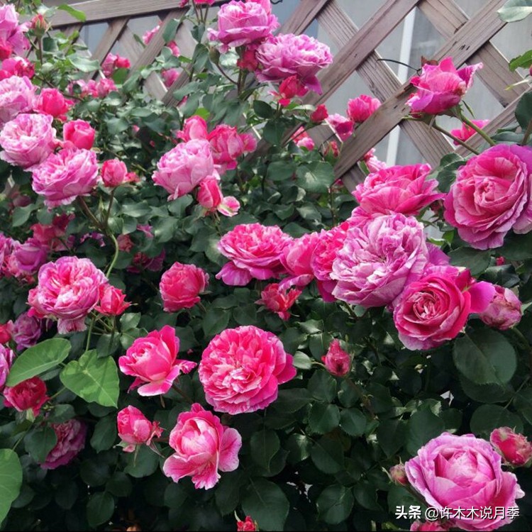 月季红蜘蛛紧急处理,月季红蜘蛛怎么预防