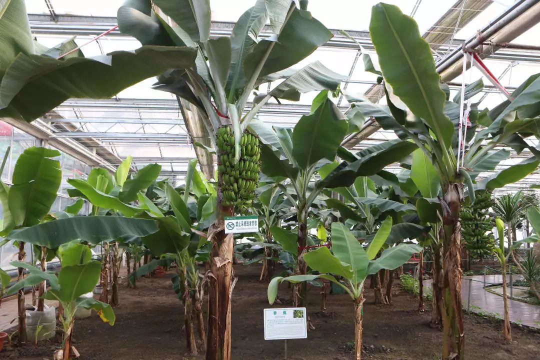 玩转第十八届长春农博会,2019长春冬季农博会票价