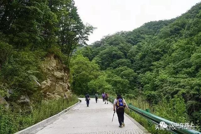 探秘汉中,汉中一村子窜入野生羚牛