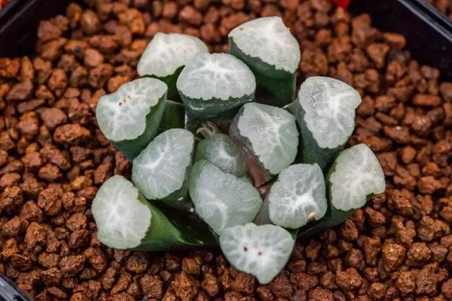 多肉植物好养又容易开花,长相怪异的9种多肉植物