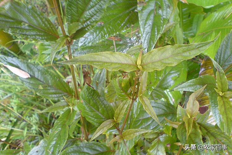 农村路边常见的根茎红色野草,农村一种常见野草却是止血良药
