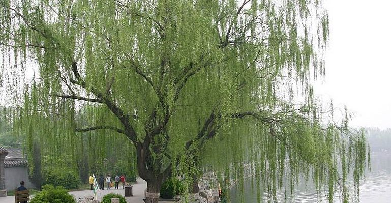 我们背诵并搜集了关于春天的古诗,描写春天的100首古诗三年级下