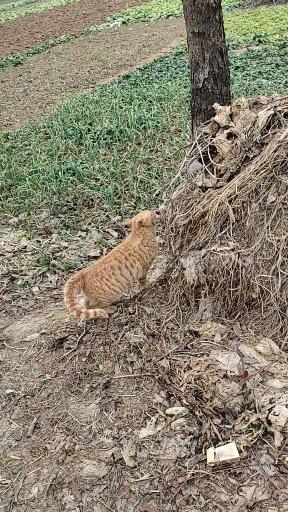 家猫为什么会带流浪猫来家里,家猫带几只流浪猫回家