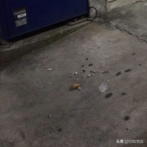 日本网友突遇“章鱼*弹炸**”引在线网友激情推理,这脑洞服了