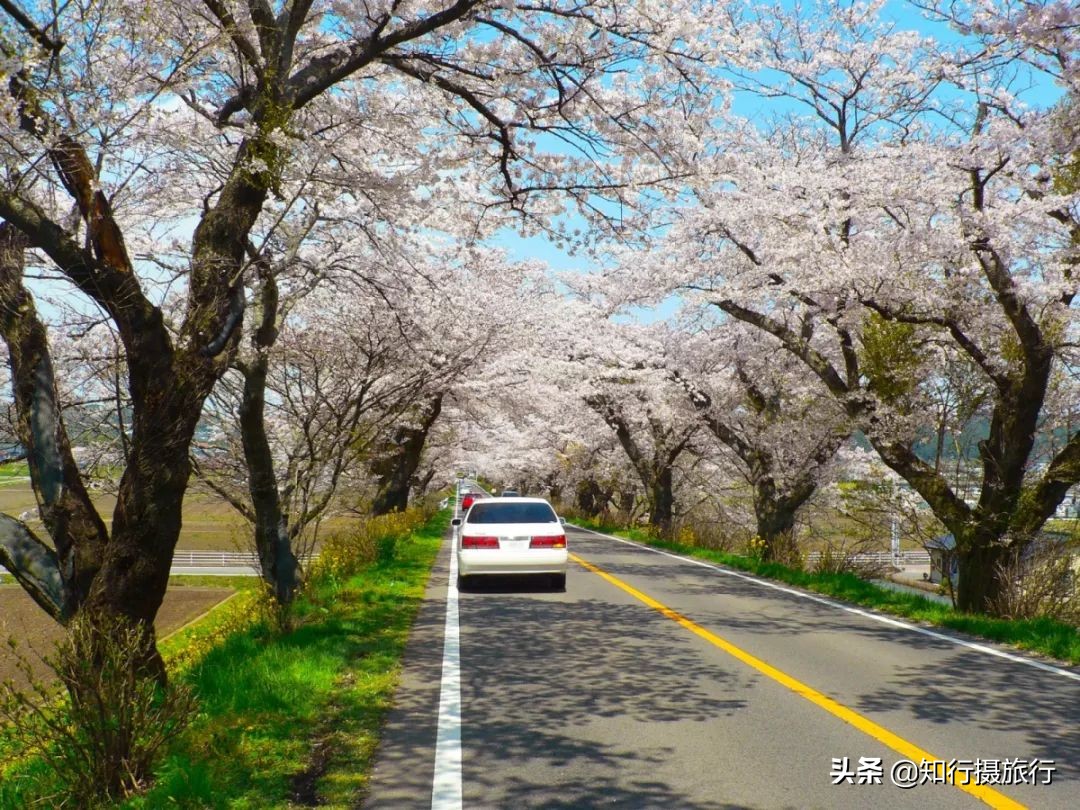 日本樱花季是八月几号,2020年日本樱花花期表