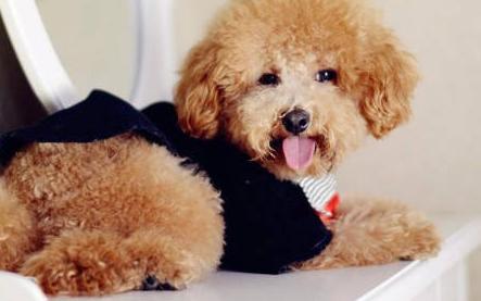 泰迪犬一生发生的5个变化，看完不禁泪目！