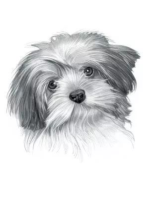 素描动物最全的收集,精微素描动物临摹高清大图