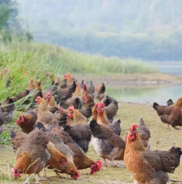 霉菌性胃肠炎的症状和表现,霉菌胃肠炎怎么治疗