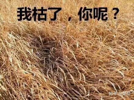 女生抽烟的害处有哪些,抽烟有什么好作用