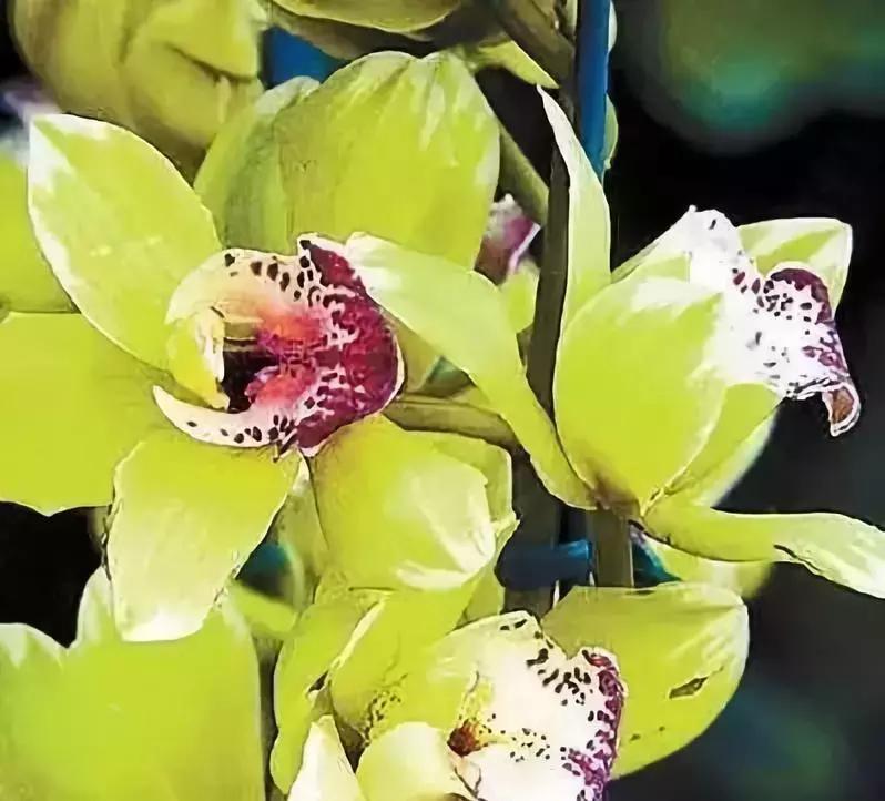 天价名贵药材,最贵的植物排行榜前十名