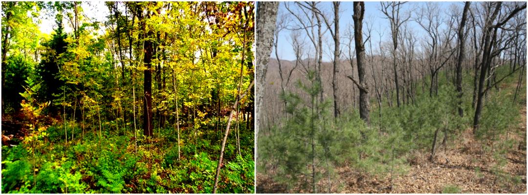 木兰栽培技术,木兰树苗培育