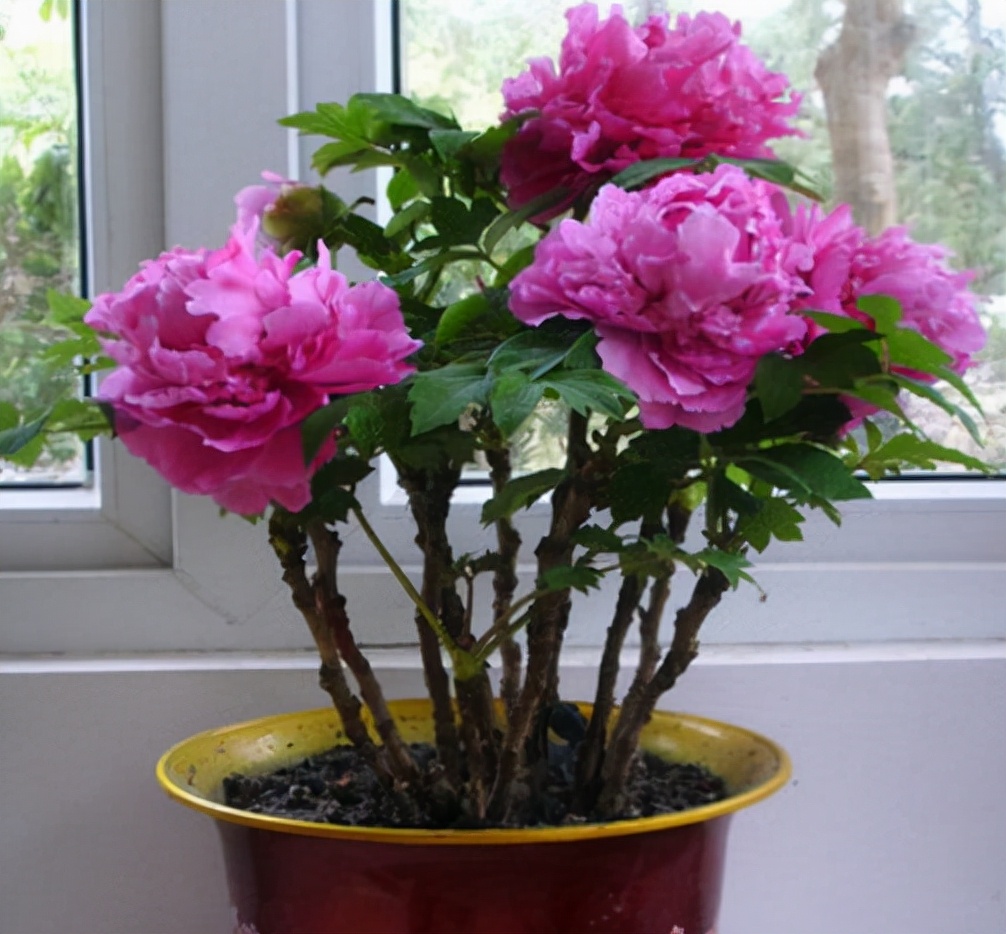 新到的牡丹树怎么栽种,种了几年的牡丹怎么移栽