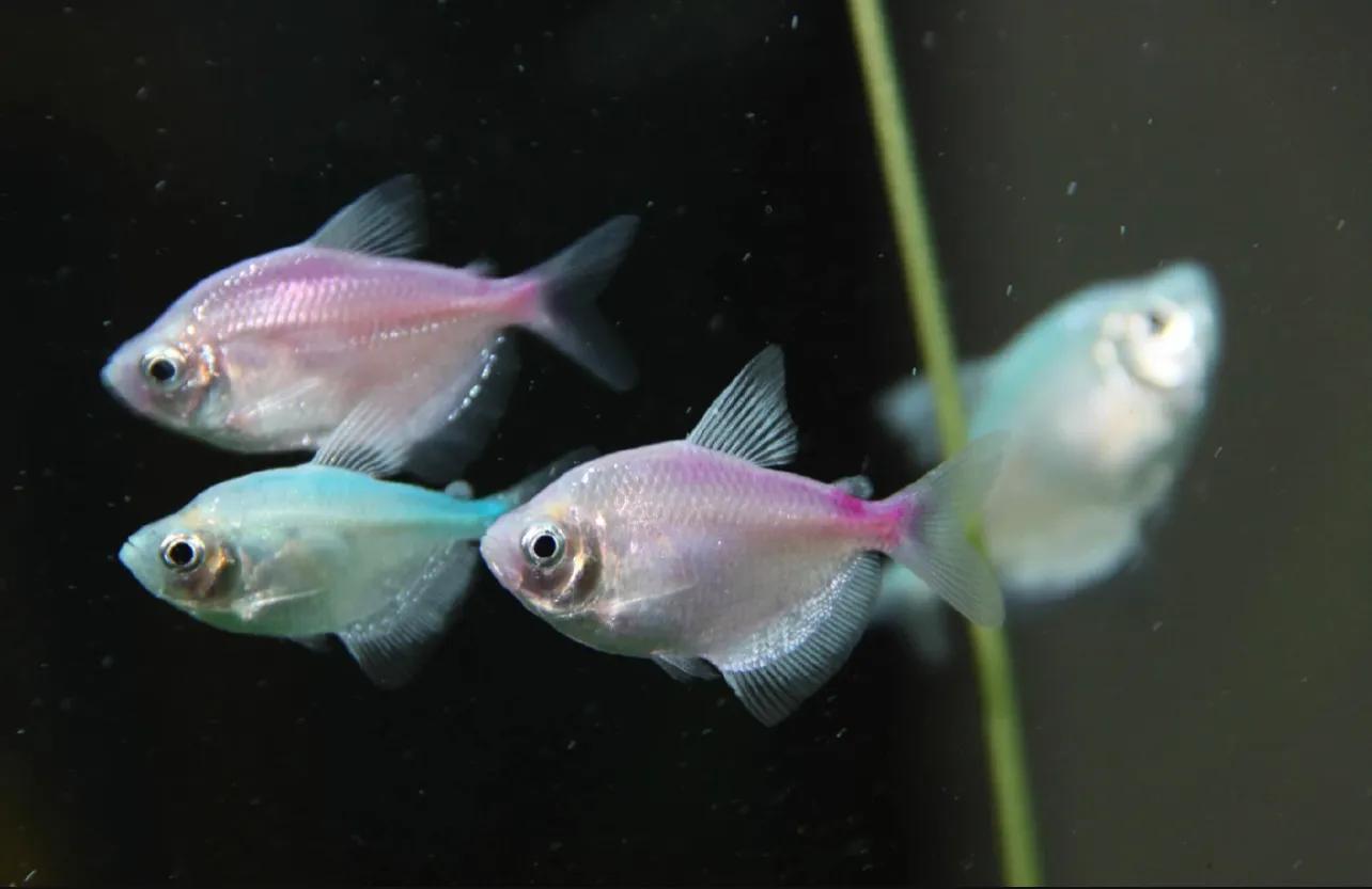 萌新适合养的观赏鱼,萌新养鱼有什么技巧