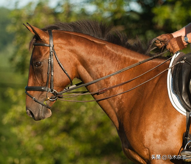 马不听自己话怎么办,为什么马不听话