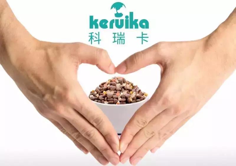 泰迪犬怎么训练十大基础动作,怎样训练泰迪犬的最好方法