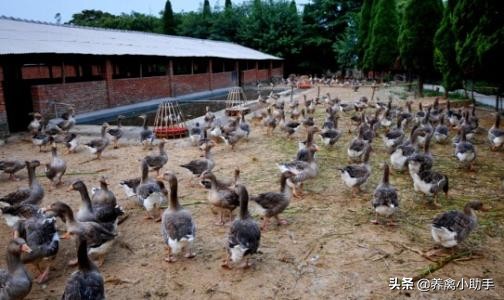 圈养蛋鸭怎么提高产蛋率,养鸭怎么提高质量