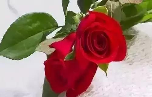 以桂花为市花的城市有哪些,中国每个城市的市花是什么