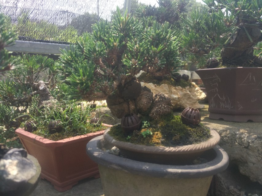 掌上盆景100种,掌上盆景