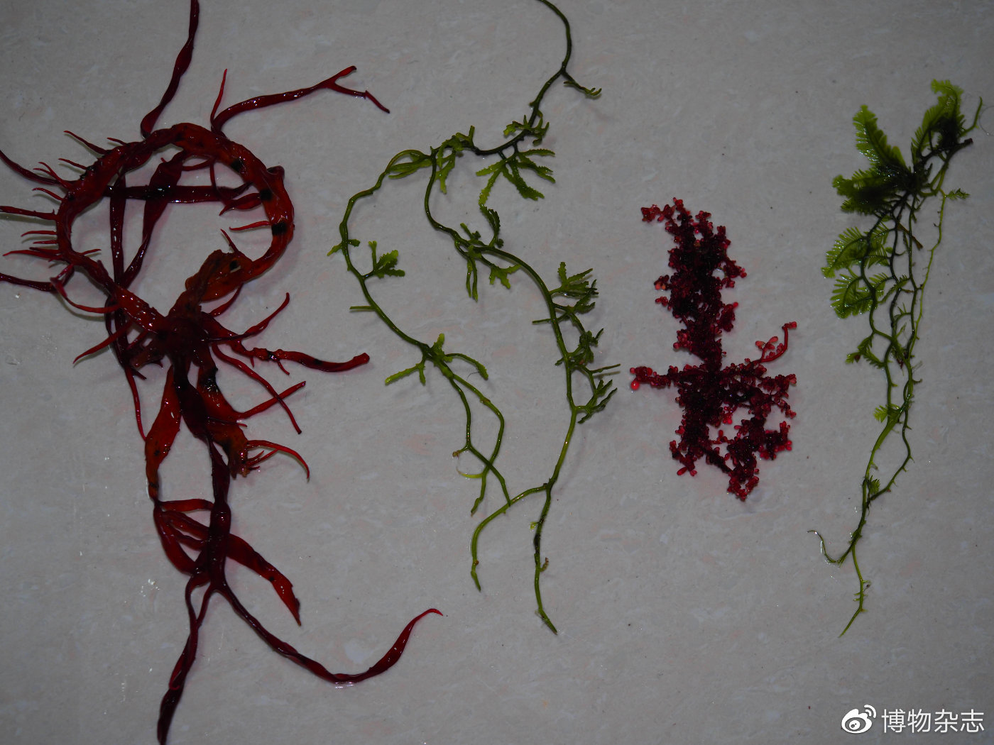 迷你小鱼缸底滤缸制作教程,小鱼缸雨林缸制作全过程