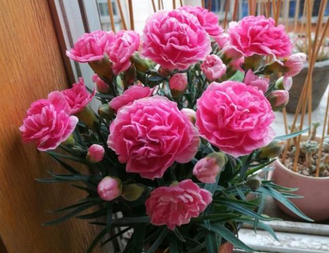 康乃馨开完花花苞怎么处理,康乃馨开完一次之后怎么开第二次