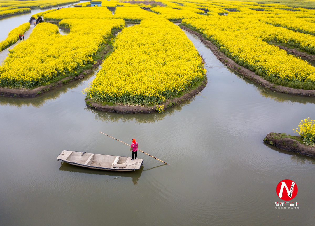 兴化三日游自驾游路线,去兴化看油菜花海攻略
