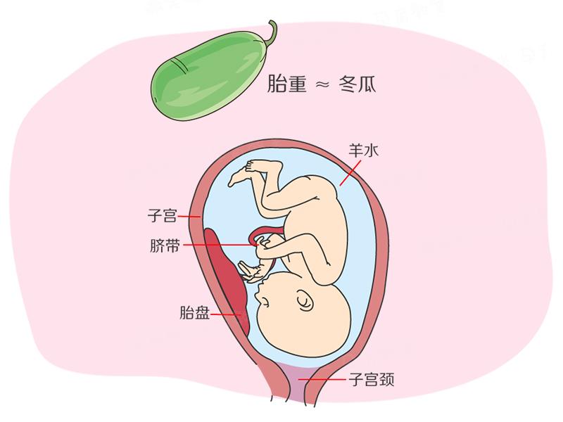 孕期40周指南：怀孕第37周胎儿已经足月了