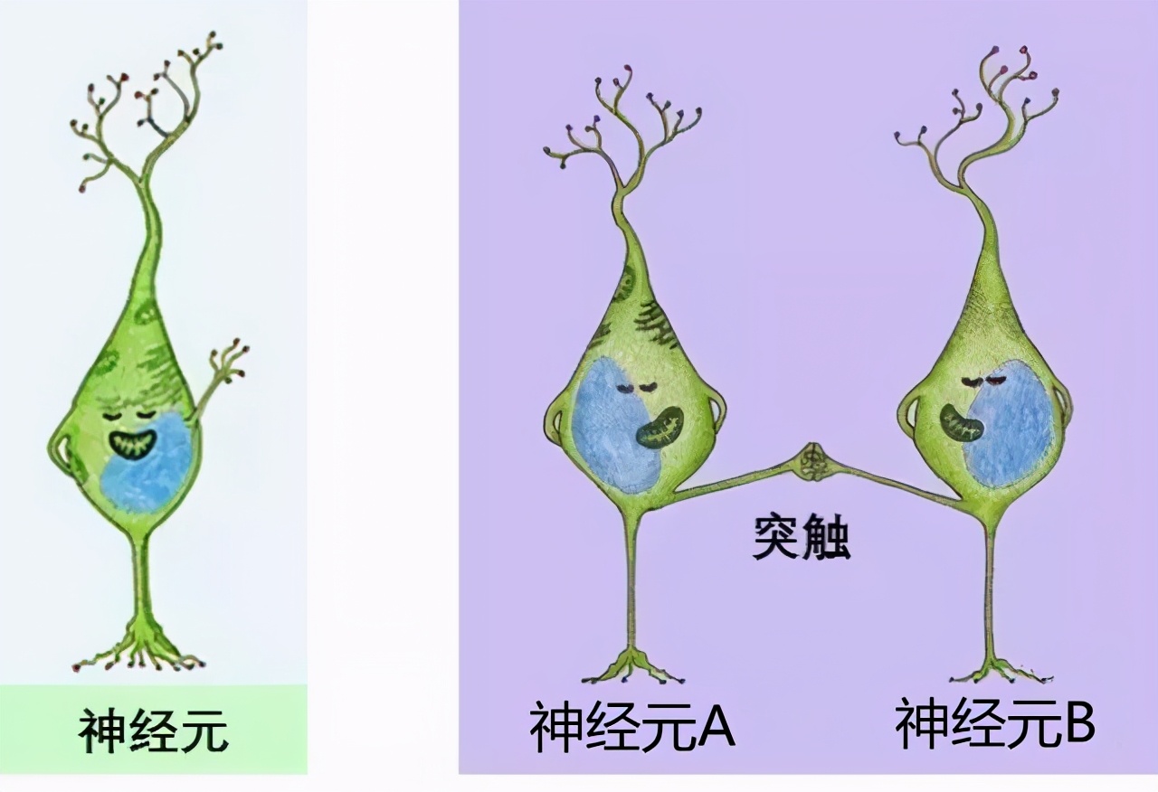 心理学的生物学基础知识,生物心理学知识书籍