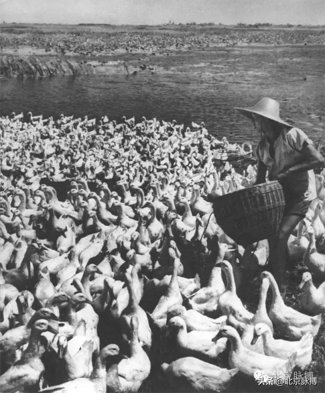 记忆中的北京绘画,这些画最能还原真实的老北京