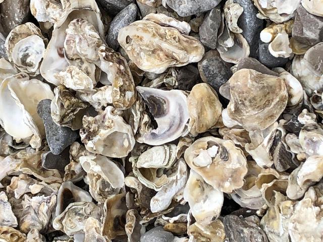 天津七里海赶海,偶遇赶海