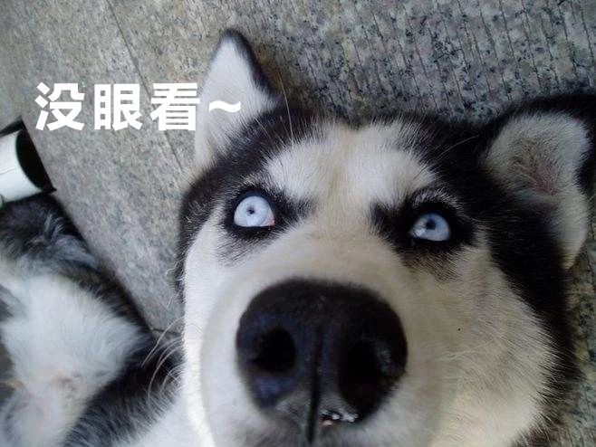 哈士奇跑进派出所,终于知道哈士奇拆家