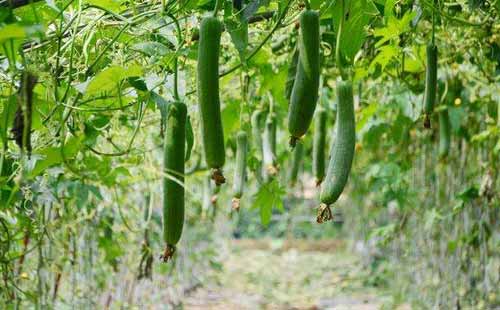 丝瓜曾在我的指背上游走,它默默无言,却做了一件大事